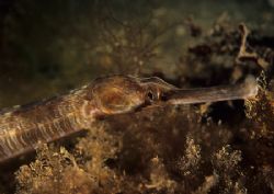 Pipefish.
Babbacombe Beach.
F90X, 60mm. by Mark Thomas 